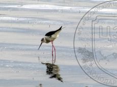 Ходулочник_2